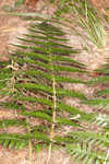 Log fern 